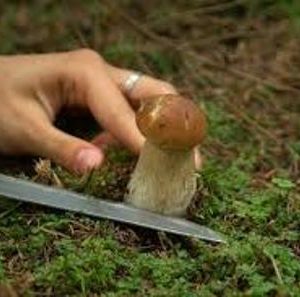 Осторожно – грибы.