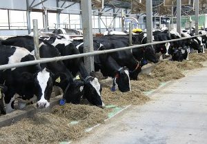 О результатах проверки молочно-товарных комплексов (ферм) КСУП «Синьки»