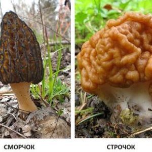 Профилактика  отравлений весенними грибами