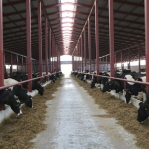 О результатах надзорных мероприятий молочно-товарных комплексов и ферм за 1 квартал 2022 года