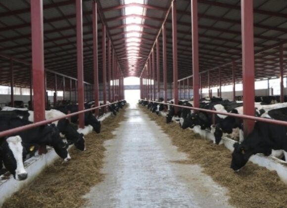 О результатах надзорных мероприятий молочно-товарных комплексов и ферм за 1 квартал 2022 года