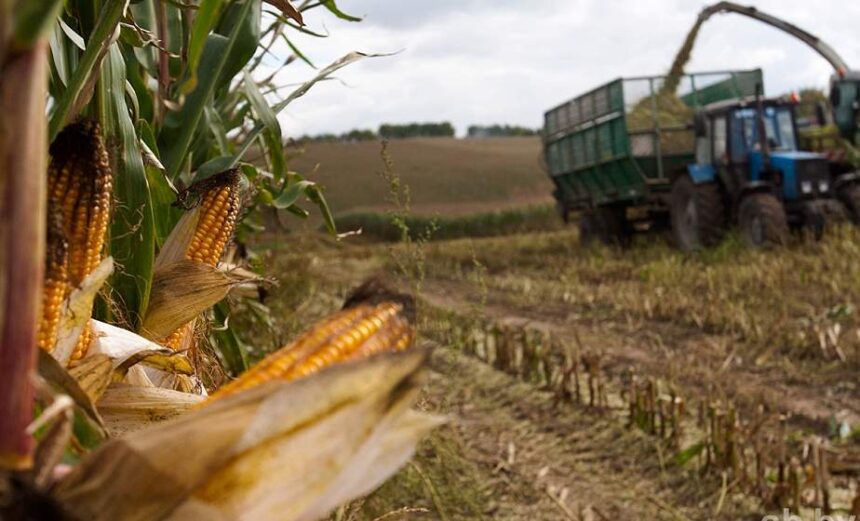Соблюдение санитарно-эпидемиологических требований при проведении работ по уборке кукурузы