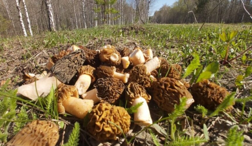 О весенних грибах и связанных с ними отравлениями О весенних грибах и связанных с ними отравлениями