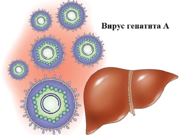 Профилактика вирусного гепатита А