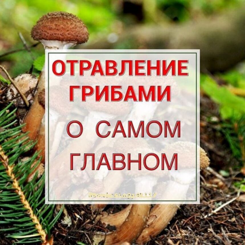Профилактика отравлений грибами.
