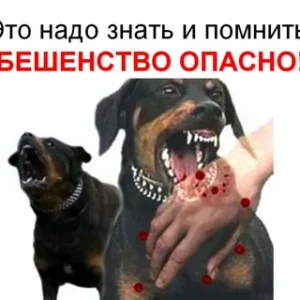 28 сентября -Всемирный день борьбы против бешенства!