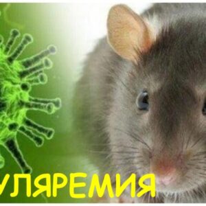 Профилактика туляремии среди населения