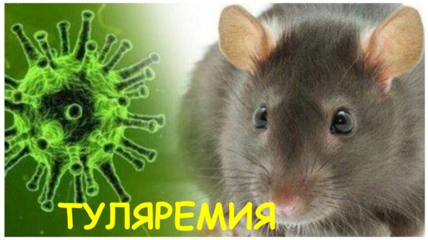 Профилактика туляремии среди населения