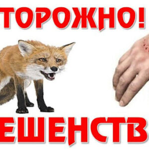 Бешенство-опасная болезнь