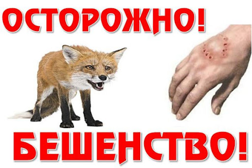 Бешенство-опасная болезнь