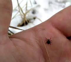 Как подготовиться к сезону активности клещей?