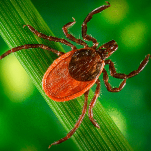 Опасность нападения клещей.