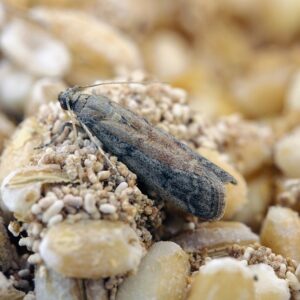 Пищевая моль.