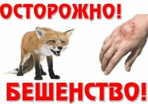 БЕШЕНСТВО: КАК ЗАЩИТИТЬ СЕБЯ И БЛИЗКИХ.